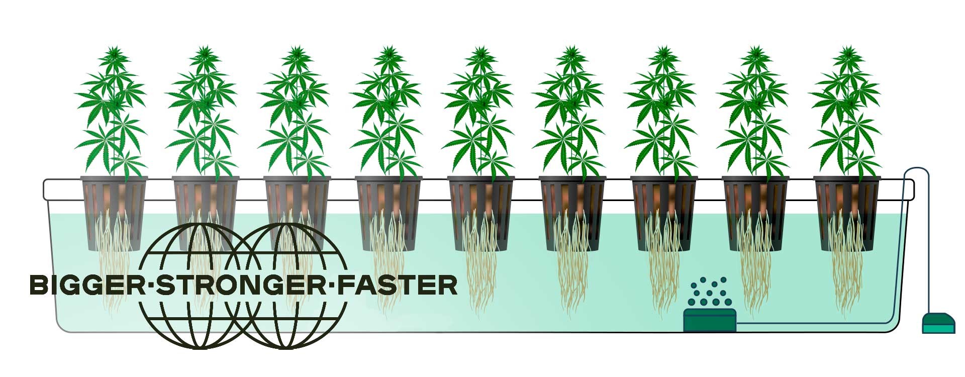 Cultivo de cannabis hidropónico